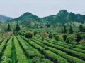 贵州印江梵净山净团茶业