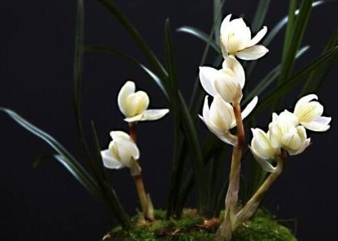 十种名贵的兰花品种,素冠荷鼎拍出千万高价