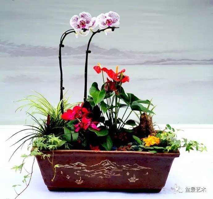 组合花卉