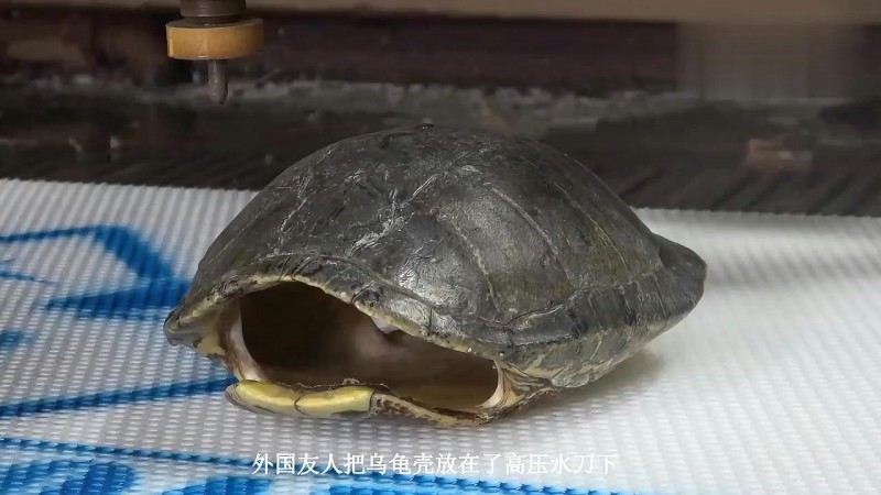回收乌龟壳