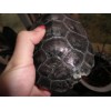 汉口乌龟壳回收