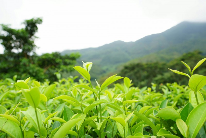 凤岗绿茶