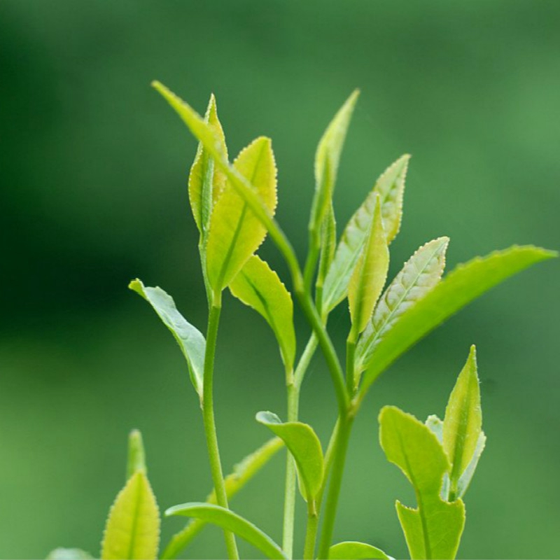 凤岗绿茶