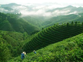 锌硒茶