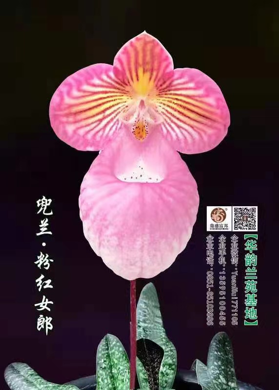贵阳兰花种植中心