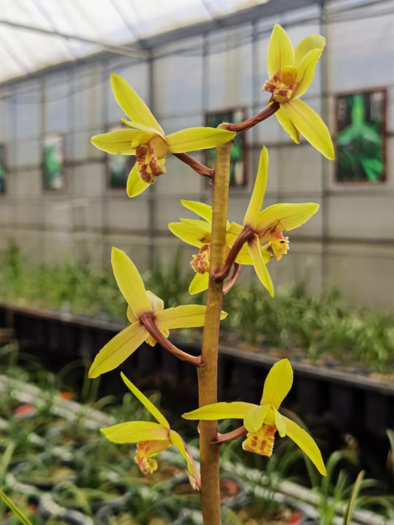 贵阳兰花种植基地