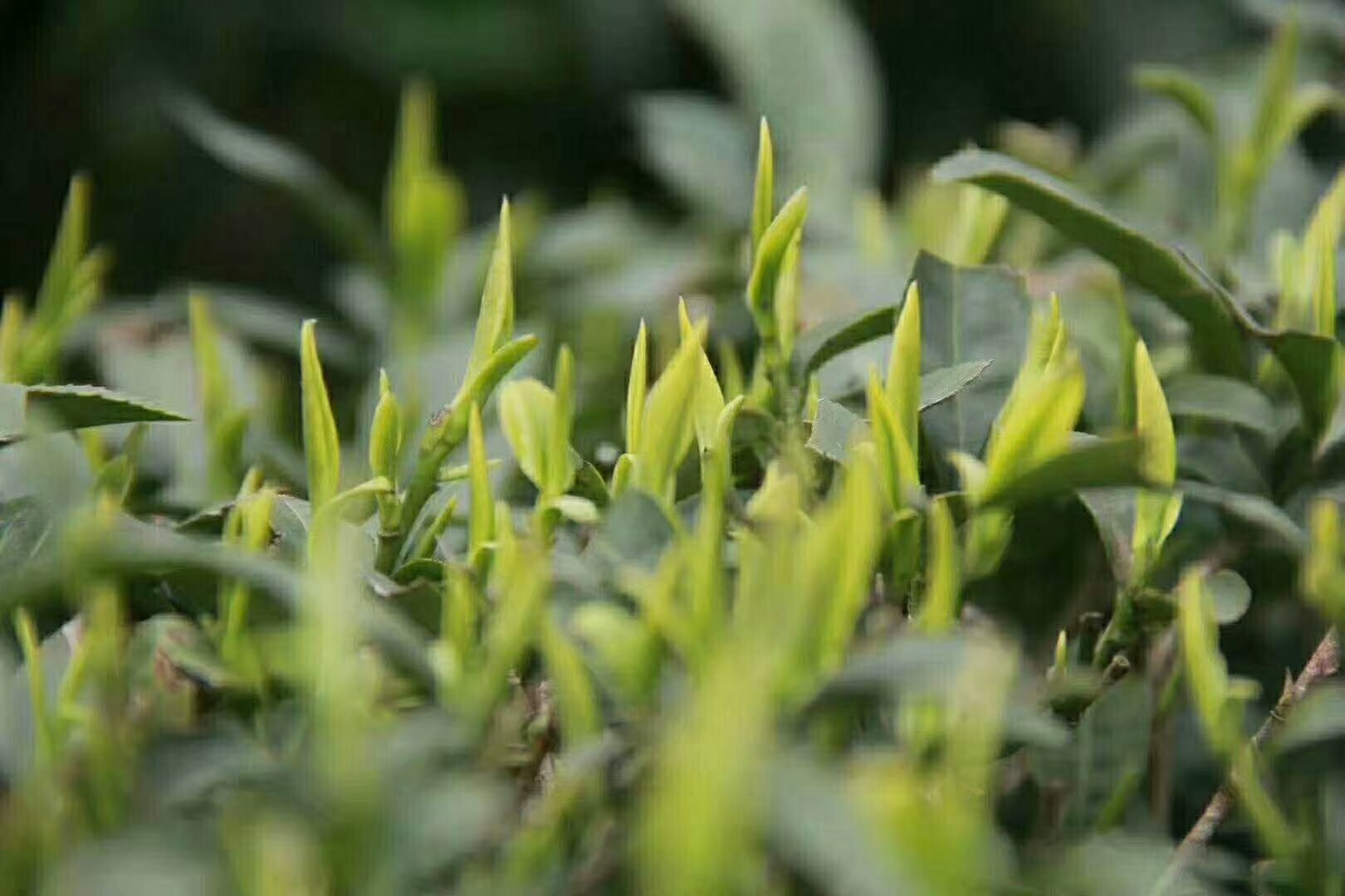 凤岗锌硒茶的价值