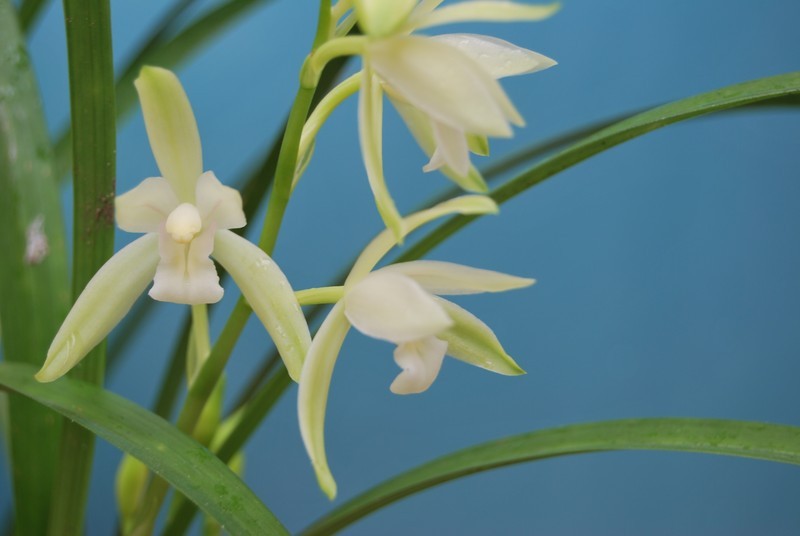 兰花种植基地