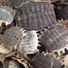 武汉甲鱼壳回收,武汉乌龟壳回收,甲鱼壳回收