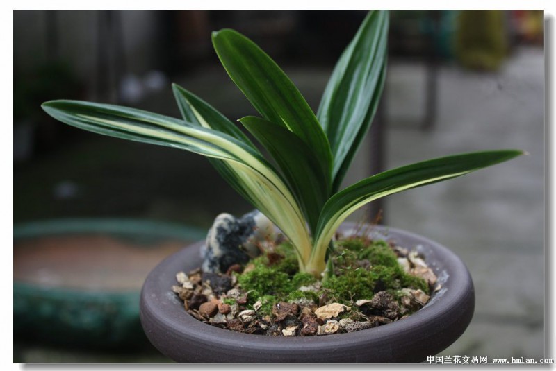 贵阳兰花盆栽