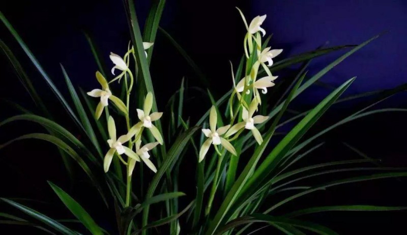贵阳兰花