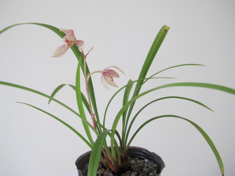 贵阳兰花