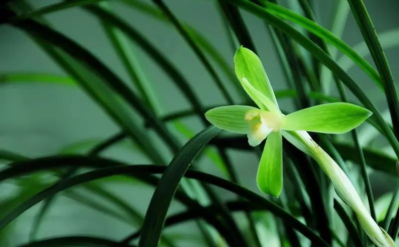 贵阳兰花