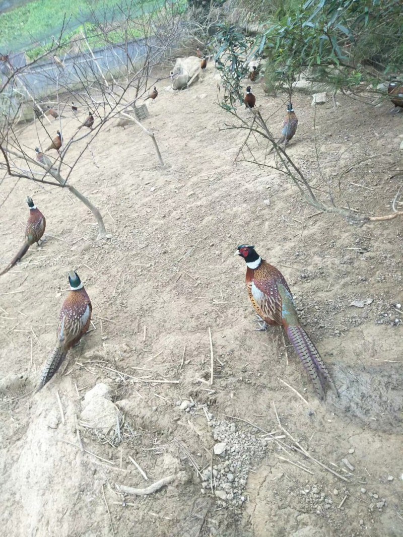 野鸡出栏期