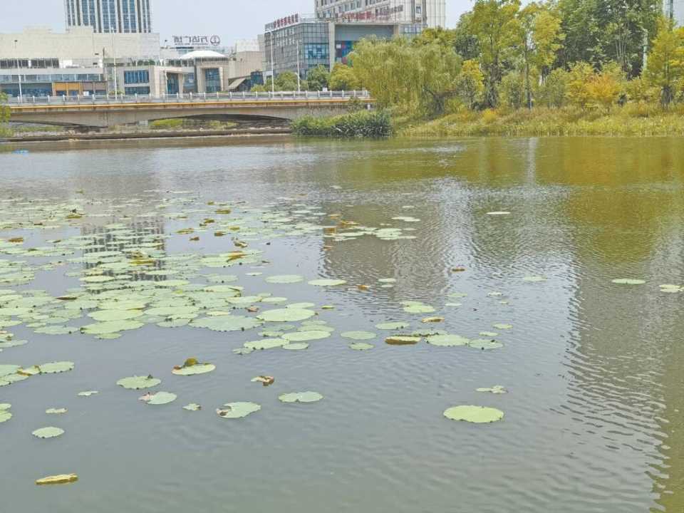 浴牛塘内喷洒漂白粉，会影响水质吗？