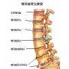 腰椎、关节、腿调理