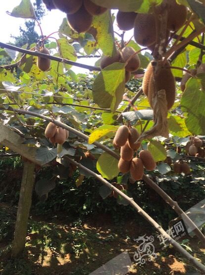 貴州獼猴桃批發電話