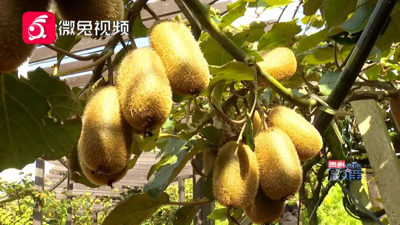 修文獼猴桃基地批發電話