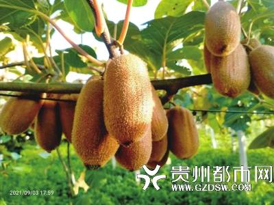 修文獼猴桃為什么貴
