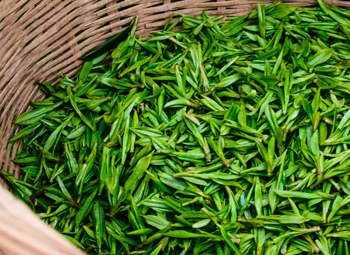 安顺绿茶
