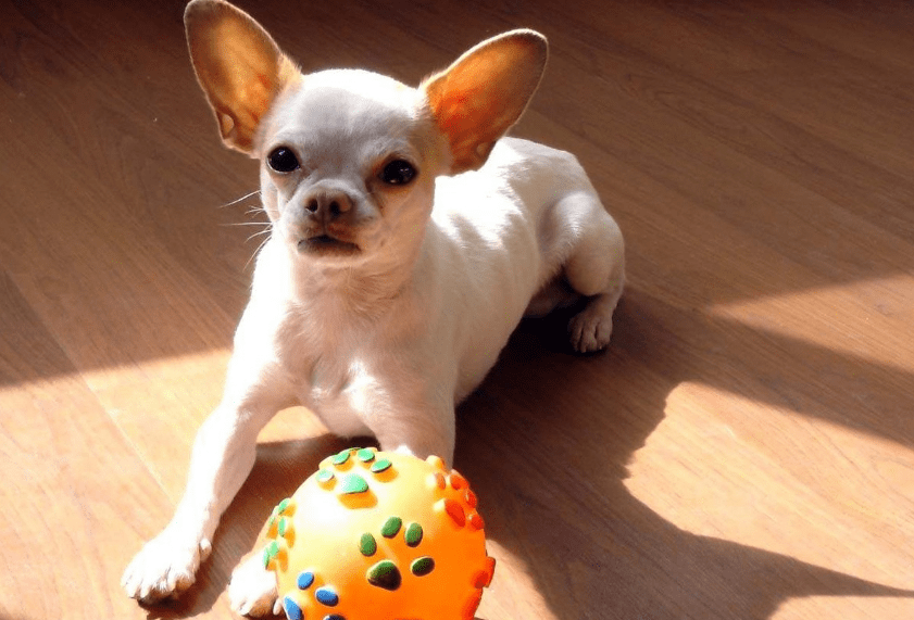 贵阳小型犬宠物店