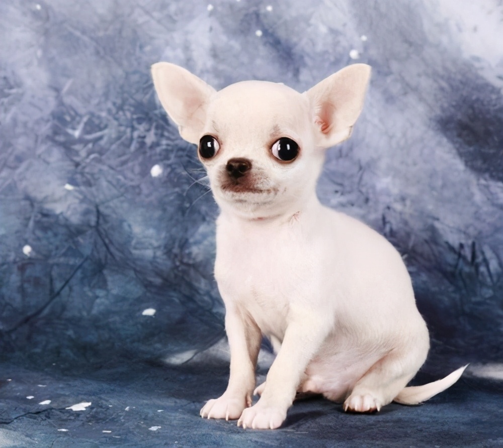 贵阳小型犬宠物店