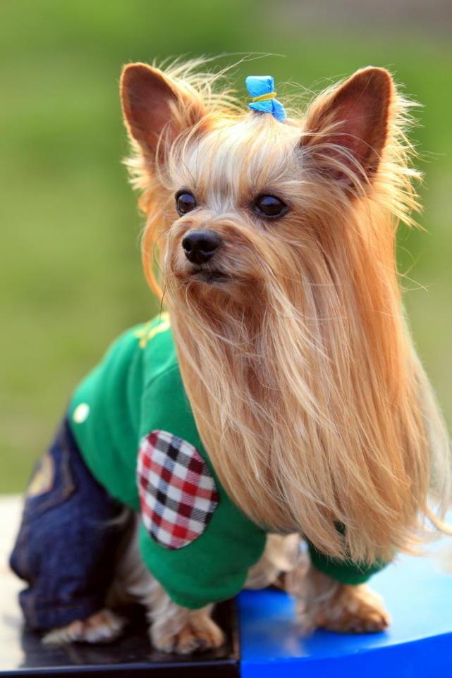 贵阳小型犬宠物店