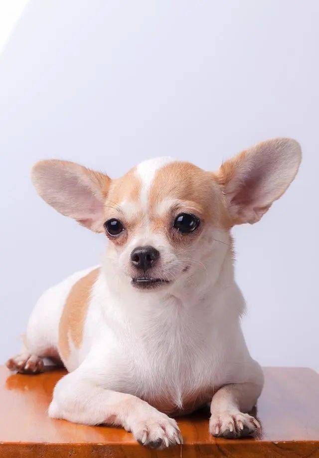 贵阳小型犬宠物店