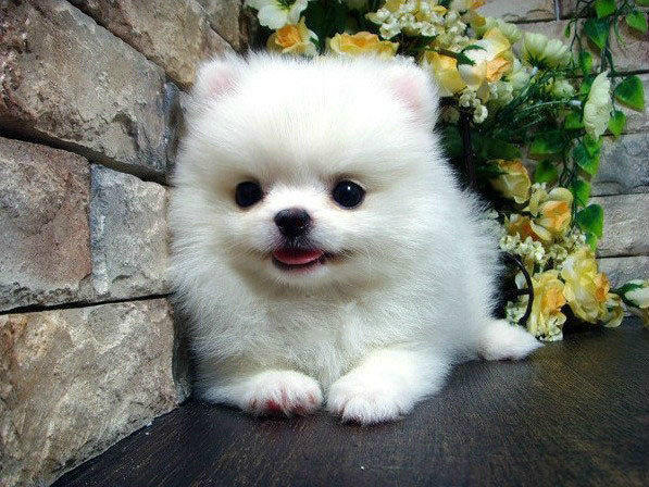 贵阳小型犬宠物店