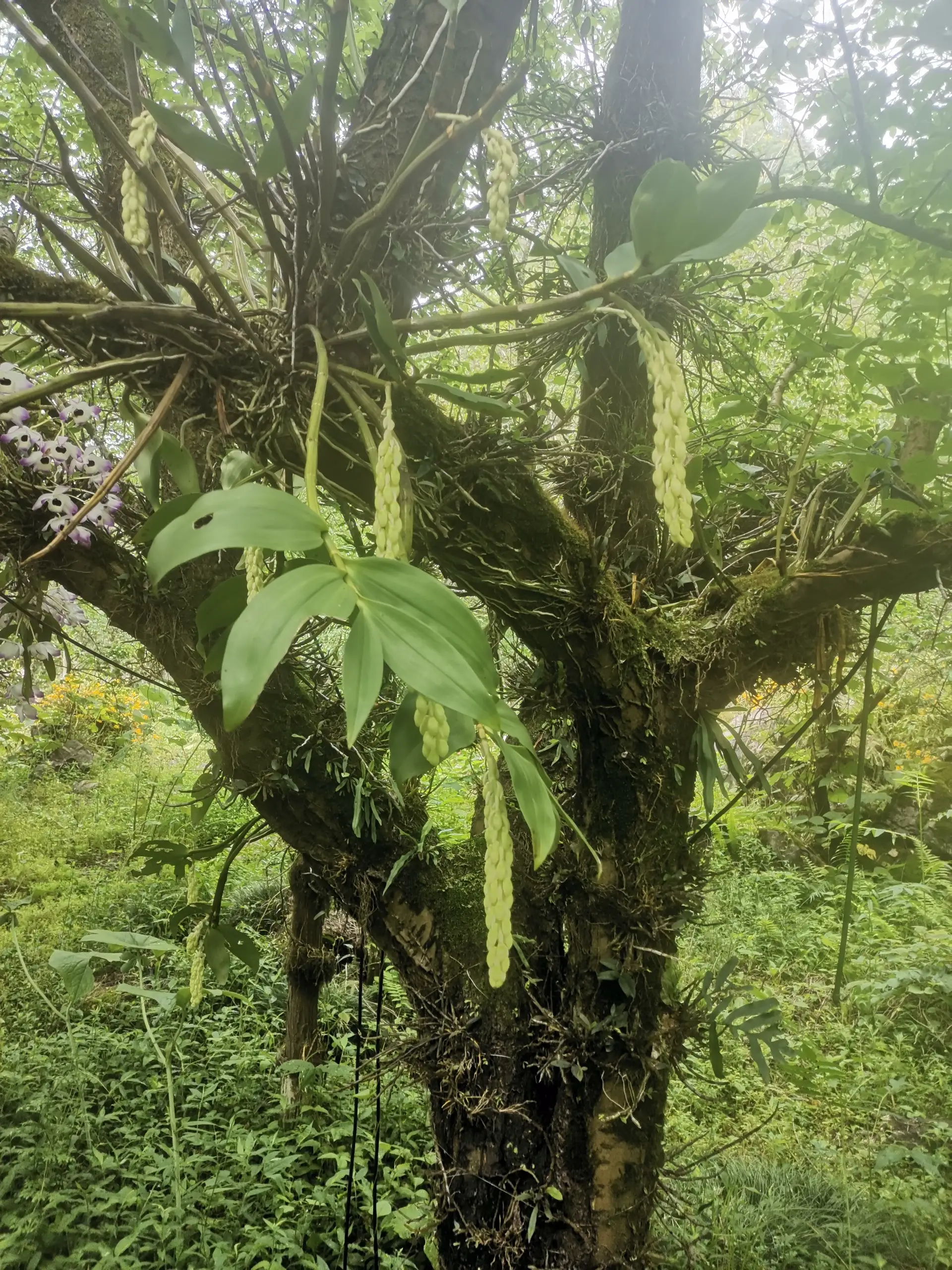 荔美集团康旅生态产业链