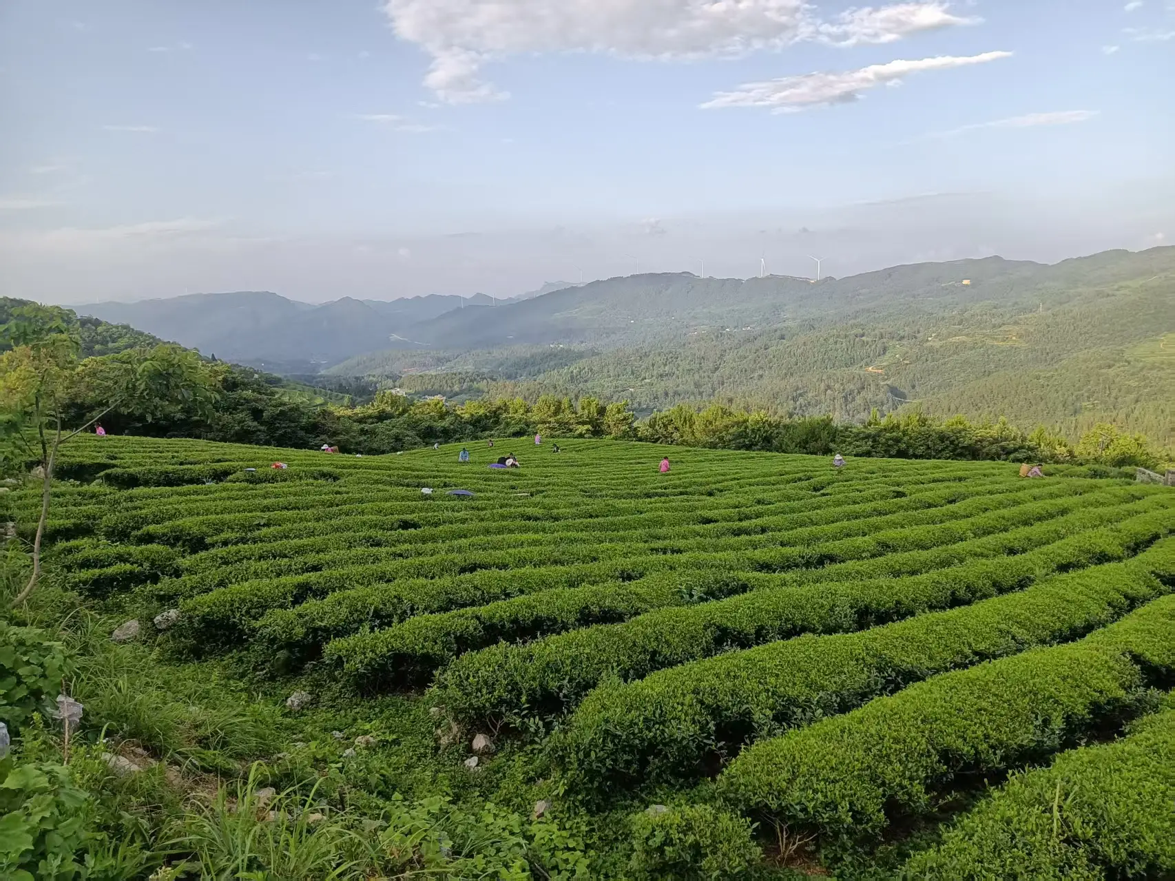 梵净云山绿茶
