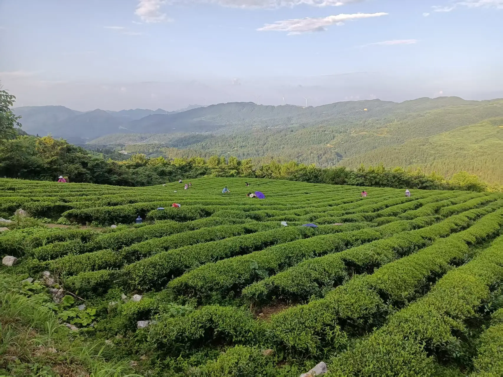 梵净云山绿茶