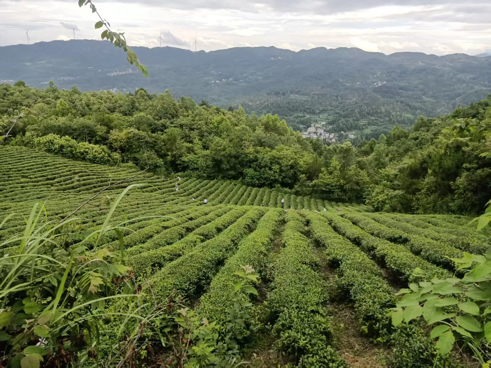 梵净云山绿茶