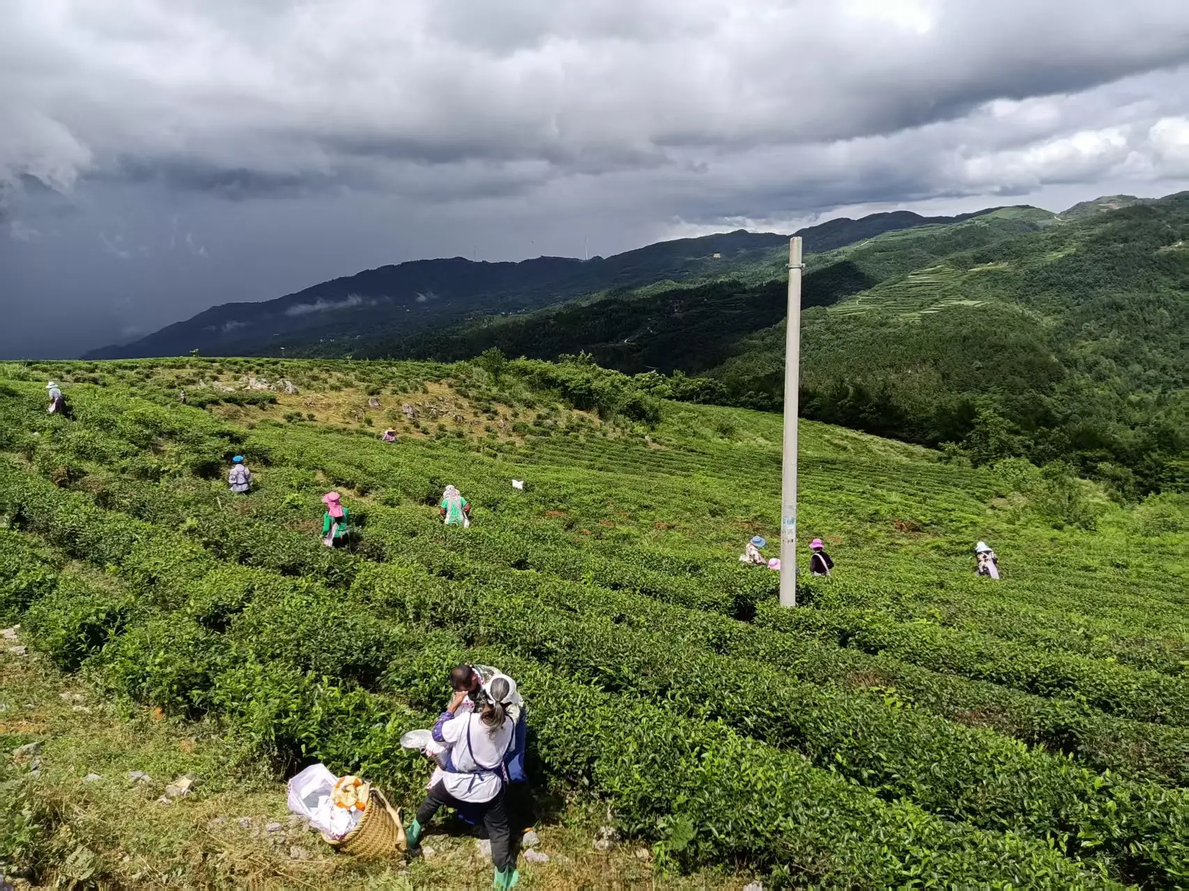 梵净云山绿茶